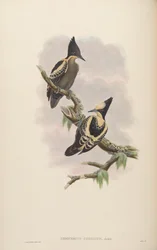Hemicercus cordatus